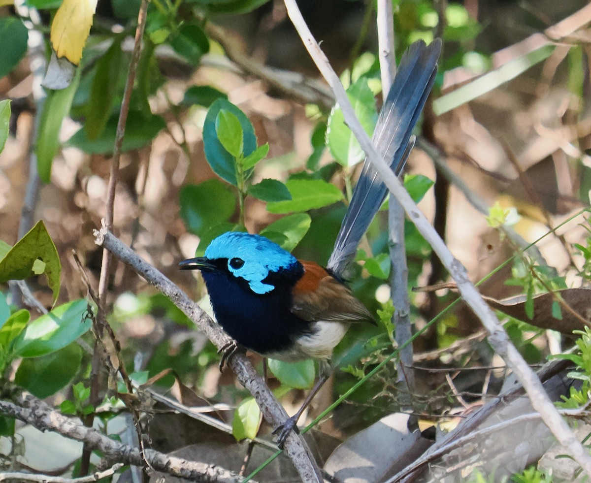 Red-winged Fairywren - ML624021230