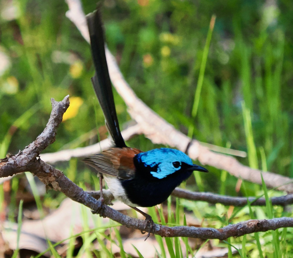 Red-winged Fairywren - ML624021232