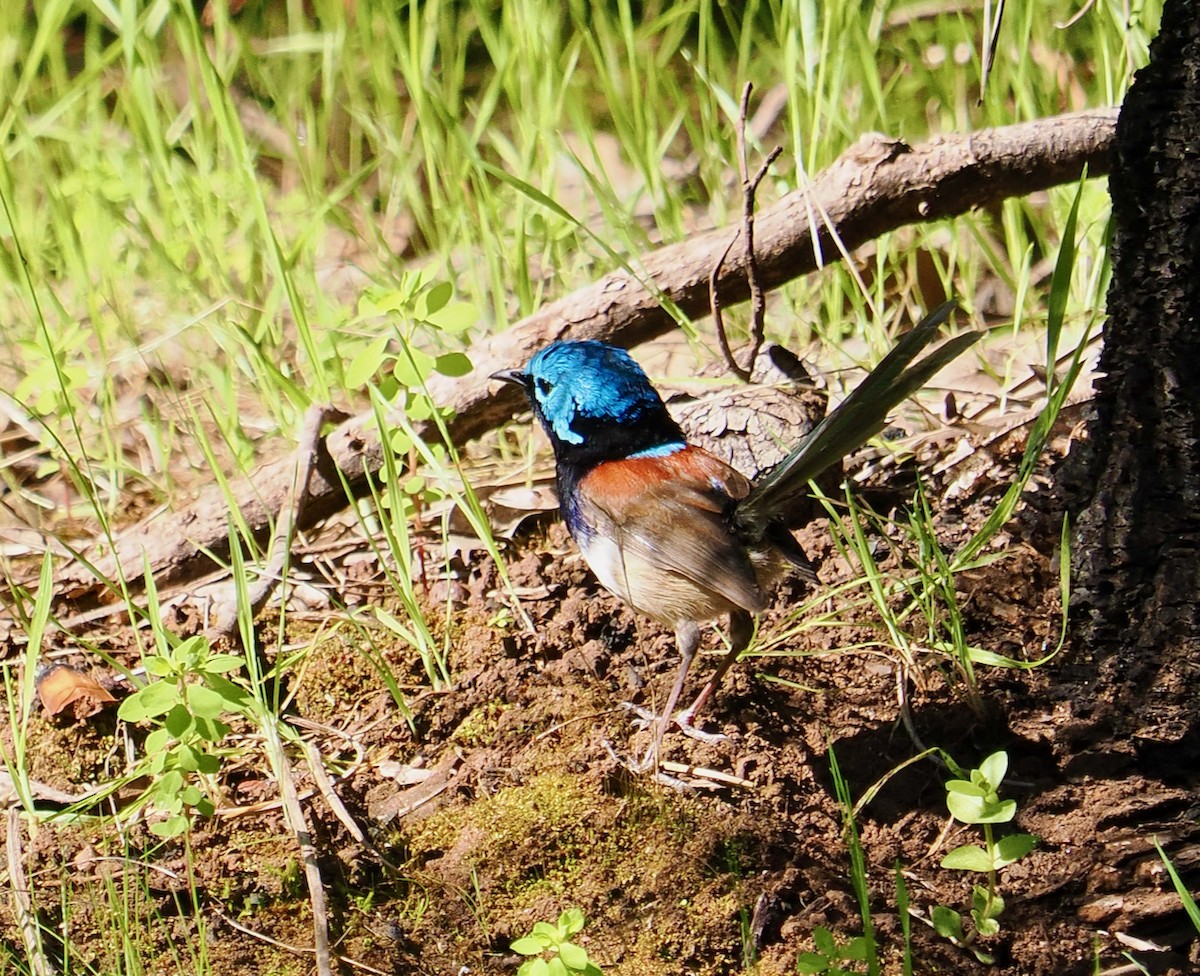 Red-winged Fairywren - ML624021233