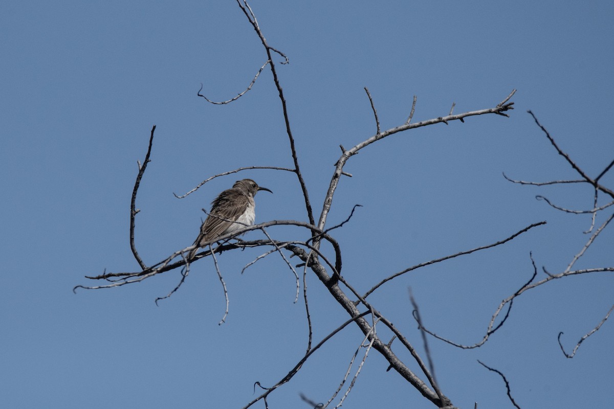 Black Honeyeater - ML624021236