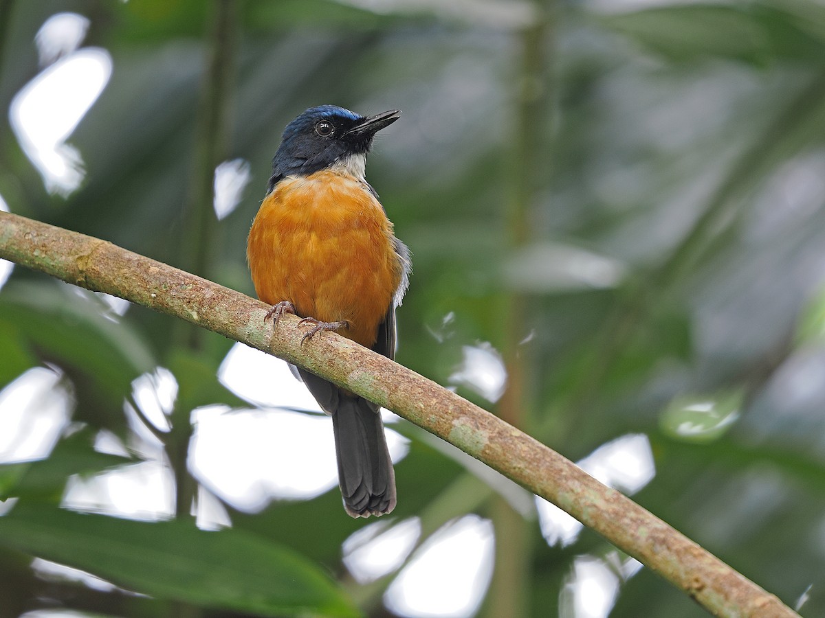 Sulawesi Blue Flycatcher - ML624021244