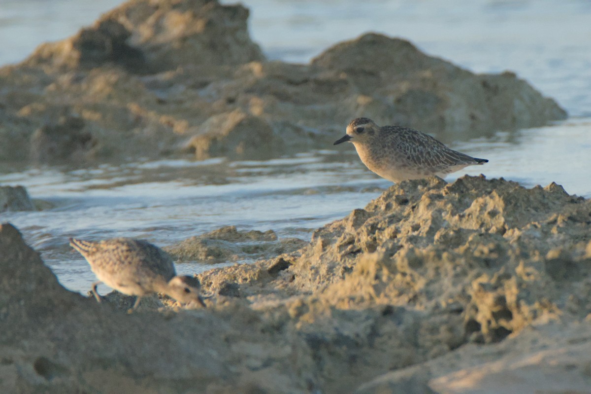 Pacific Golden-Plover - ML624021245