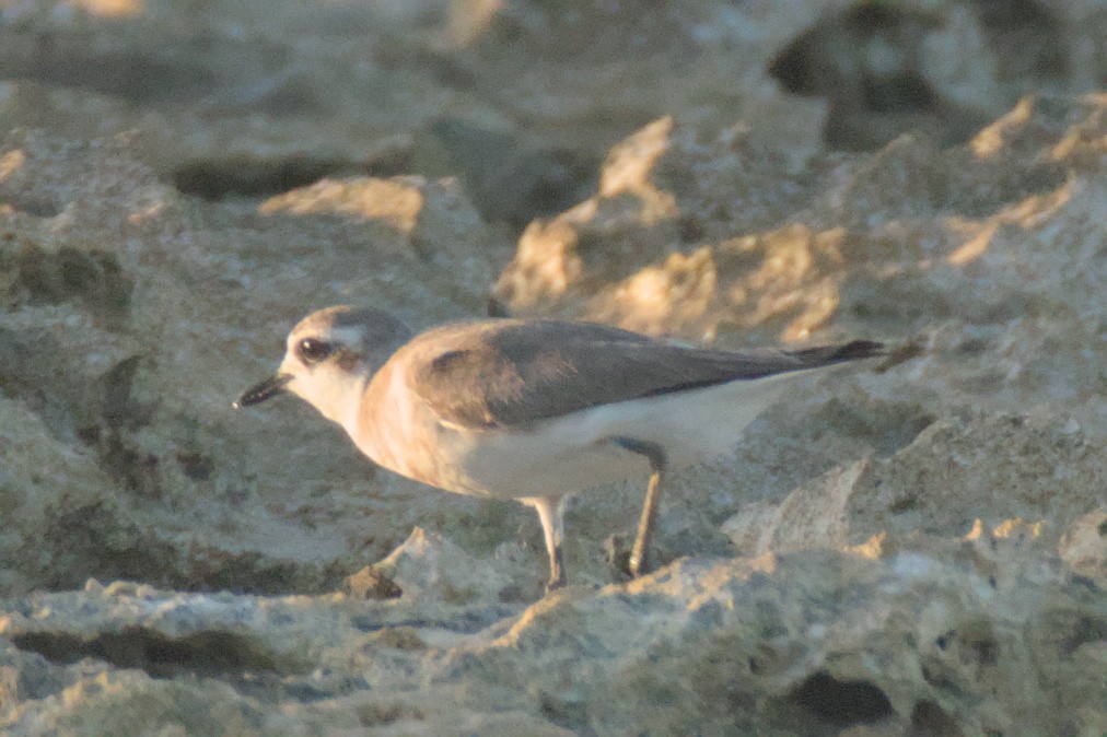 Siberian Sand-Plover - ML624021247