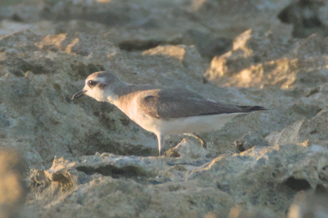 Siberian Sand-Plover - ML624021248