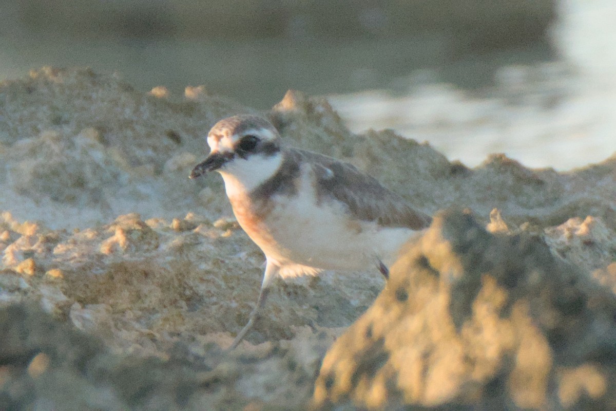 Siberian Sand-Plover - ML624021249