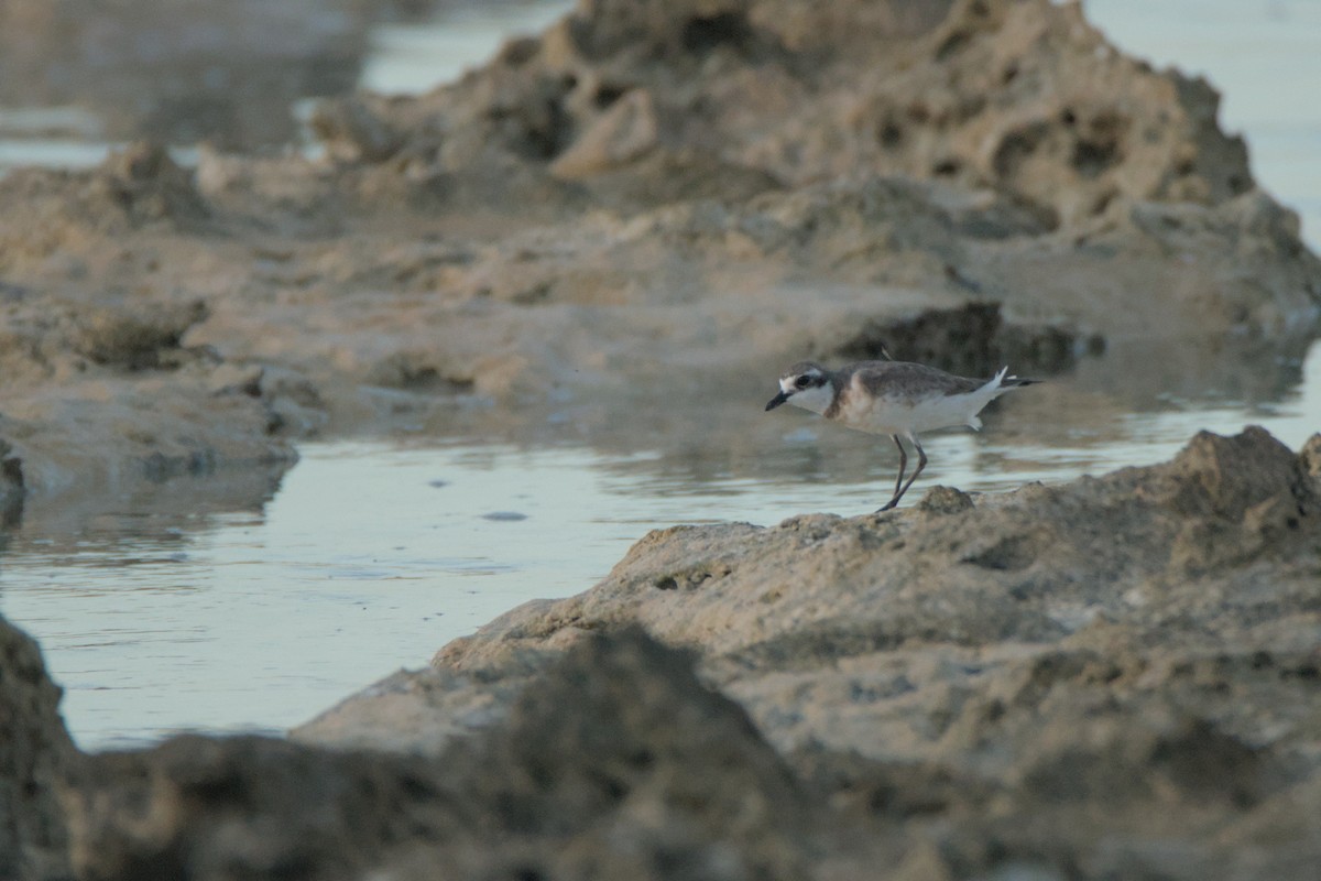 Siberian Sand-Plover - ML624021250