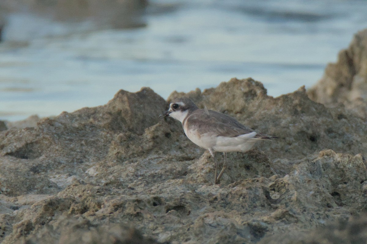 Siberian Sand-Plover - ML624021251