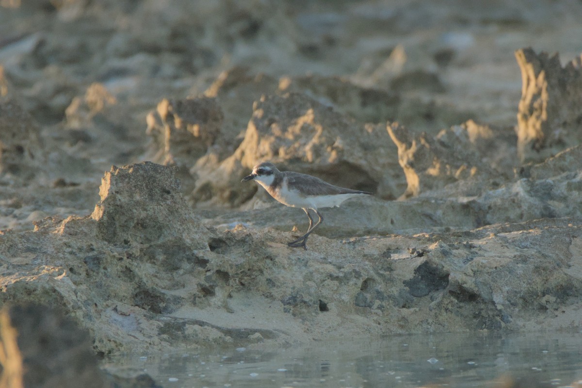 Siberian Sand-Plover - ML624021253