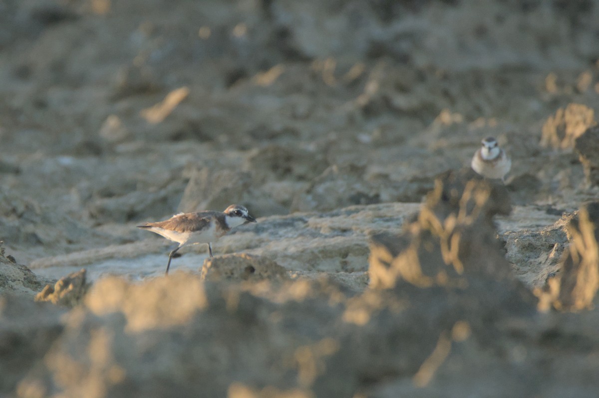 Siberian Sand-Plover - ML624021254