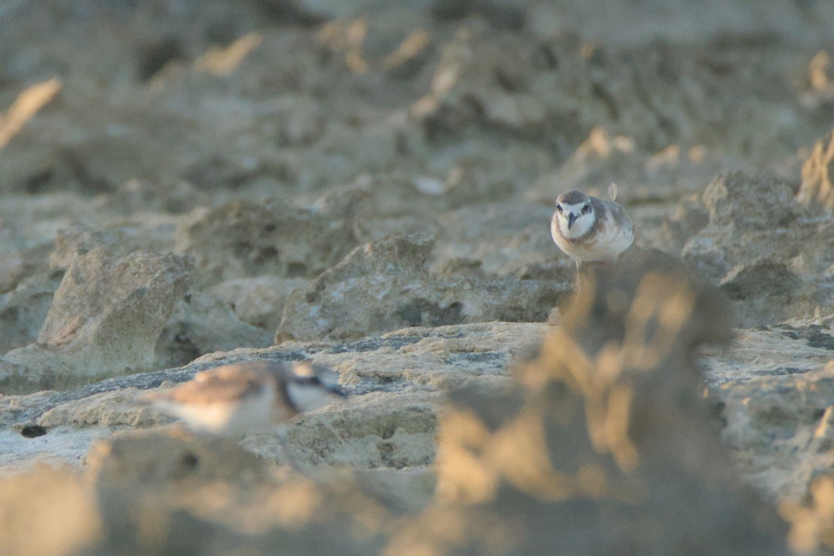 Siberian Sand-Plover - ML624021255