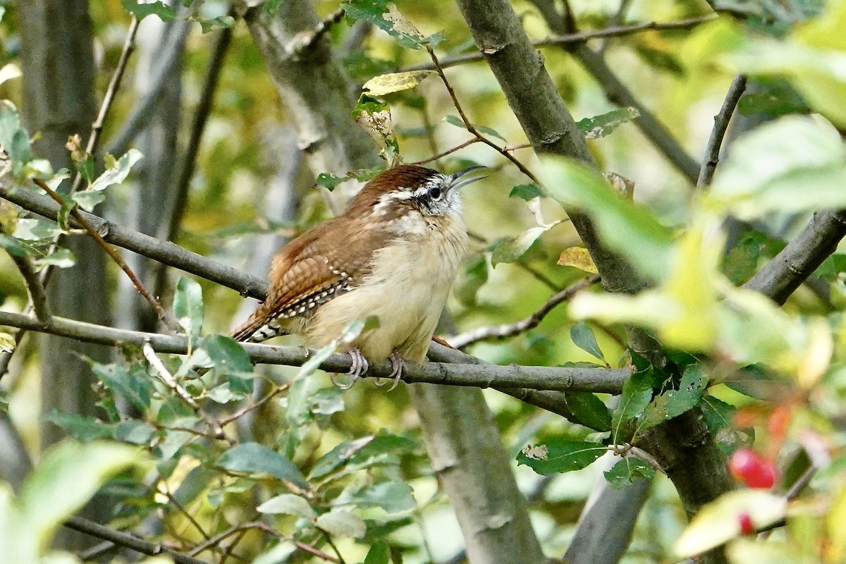 Carolina Wren - ML624021256