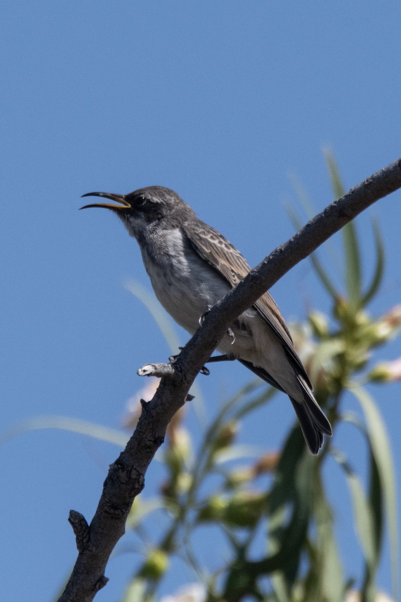 Black Honeyeater - ML624021258