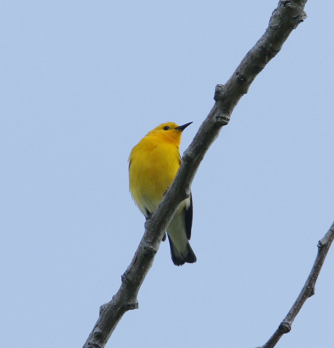 Prothonotary Warbler - ML624021263