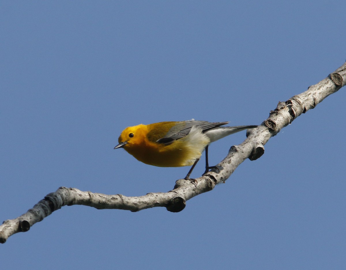 Prothonotary Warbler - ML624021264