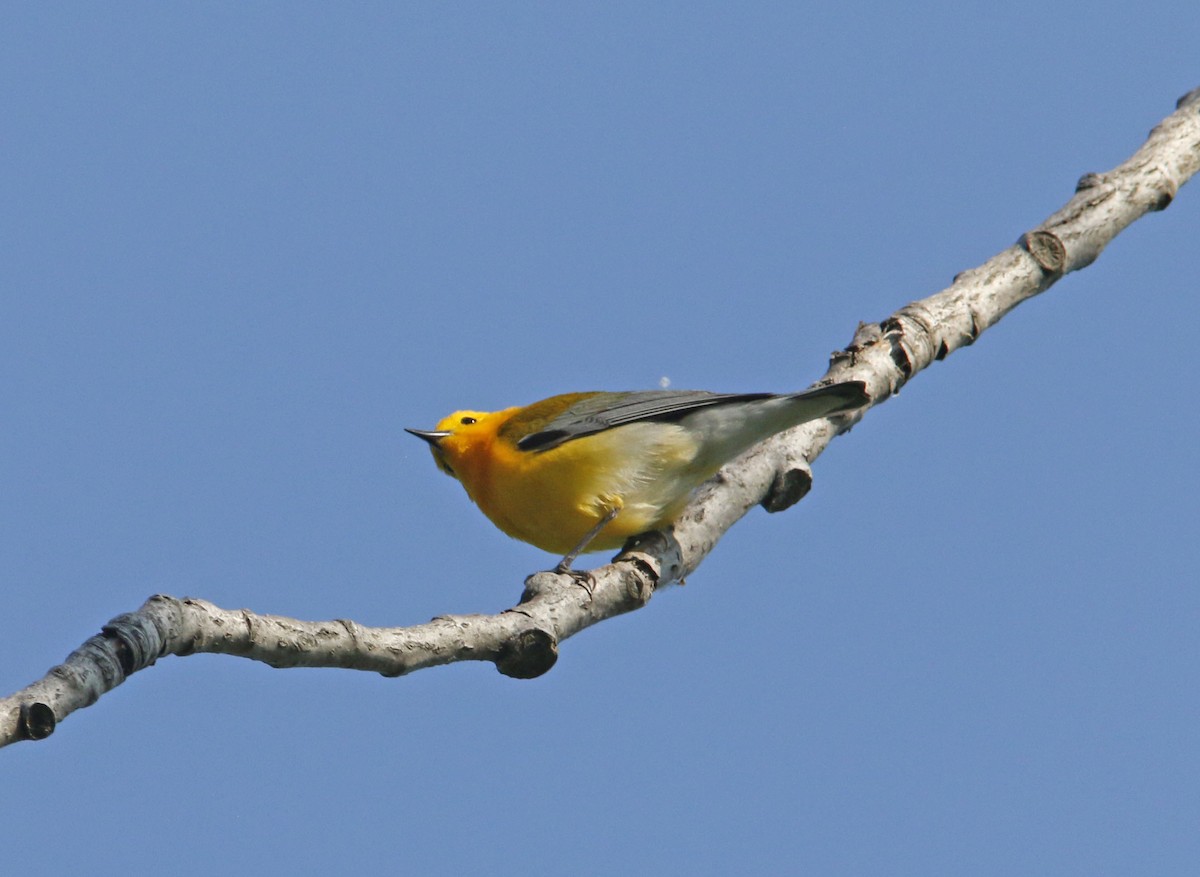 Prothonotary Warbler - ML624021265