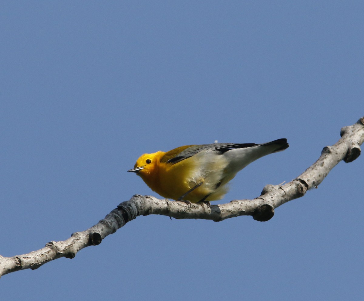 Prothonotary Warbler - ML624021266