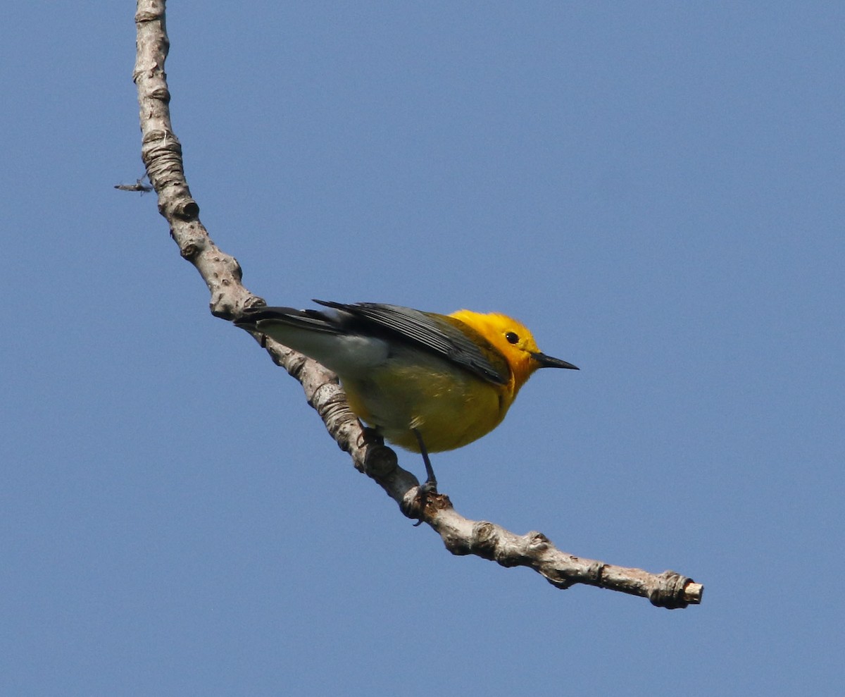 Prothonotary Warbler - Beth Poole