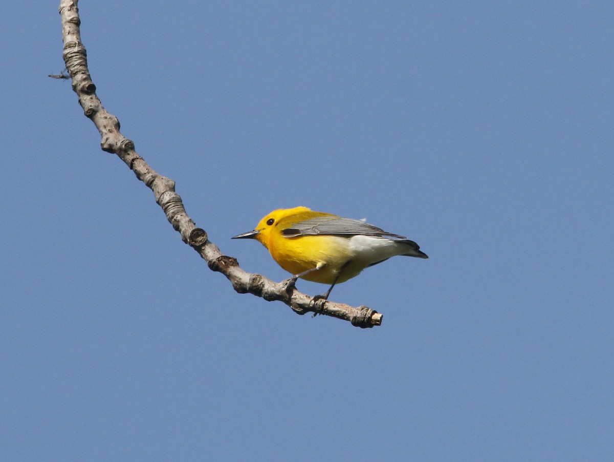 Prothonotary Warbler - ML624021268