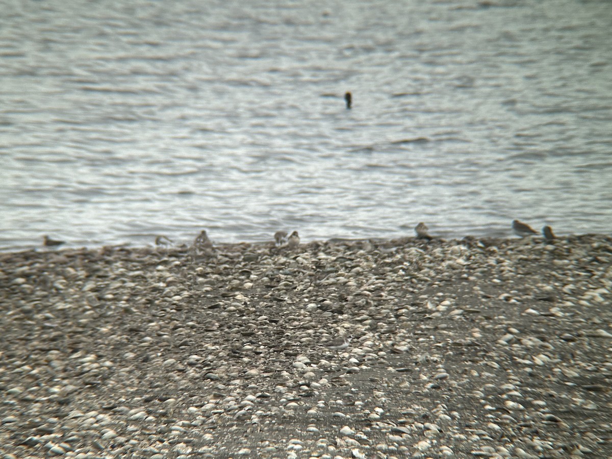 Siberian Sand-Plover - ML624021270