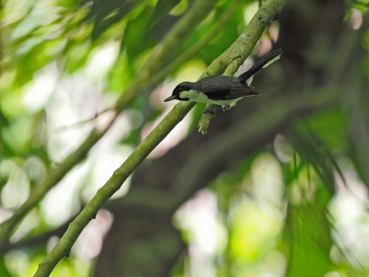 Banda Sea Monarch - ML624021282
