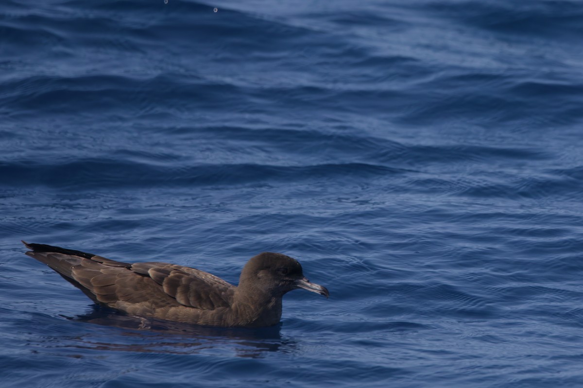 Wedge-tailed Shearwater - ML624021285