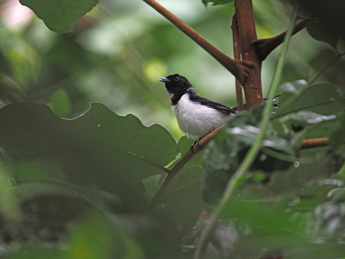 Tanahjampea Monarch - ML624021290