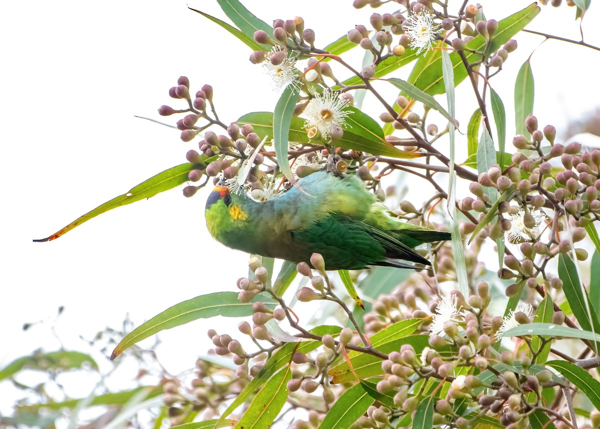 Purple-crowned Lorikeet - Jonathan Tickner