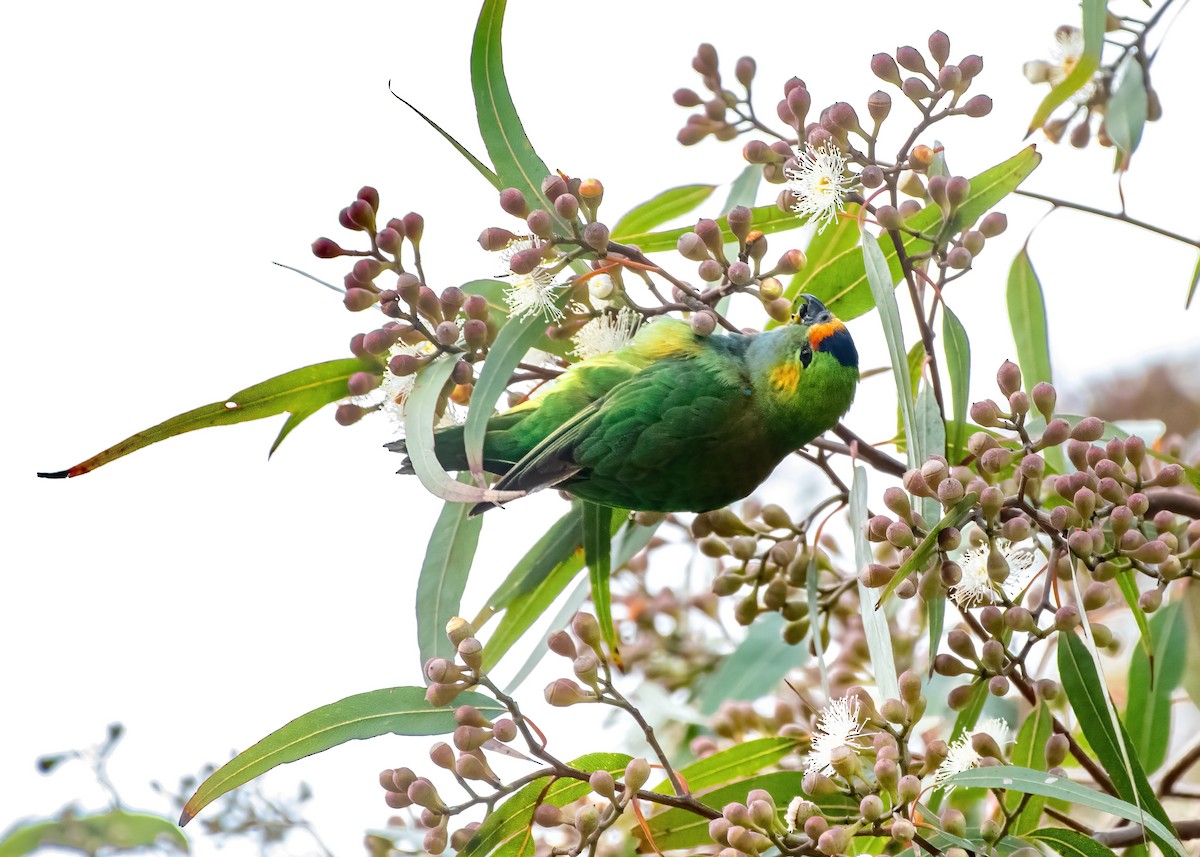 Purple-crowned Lorikeet - ML624021318