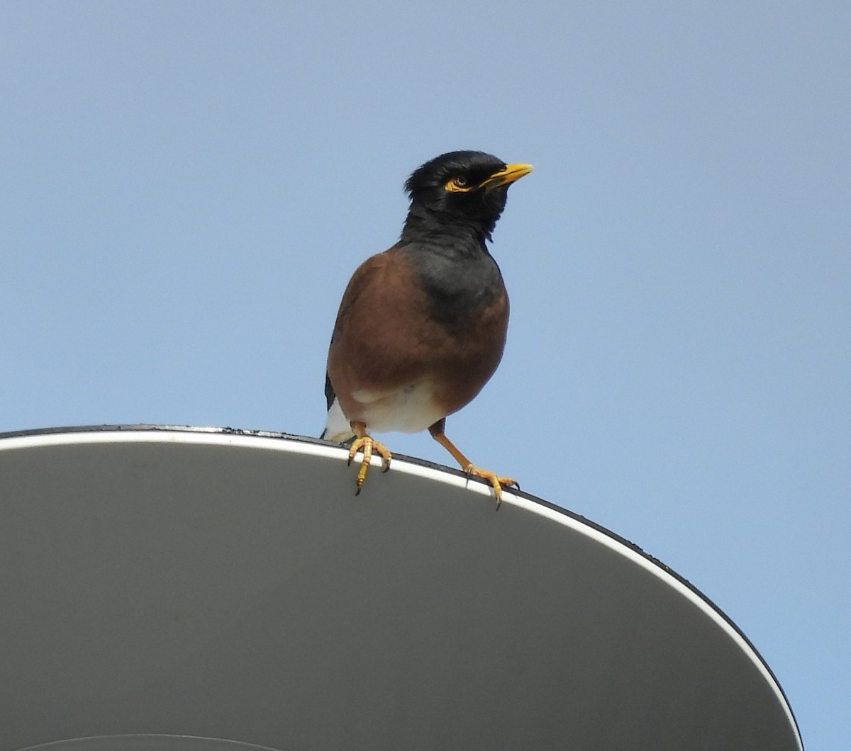 Common Myna - ML624021330