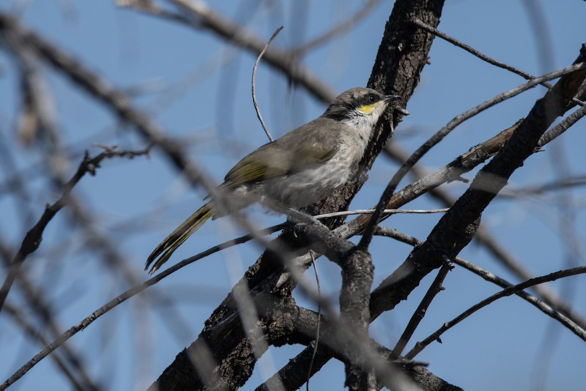 Singing Honeyeater - ML624021333