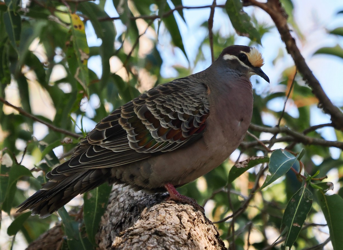 Common Bronzewing - Ken Glasson