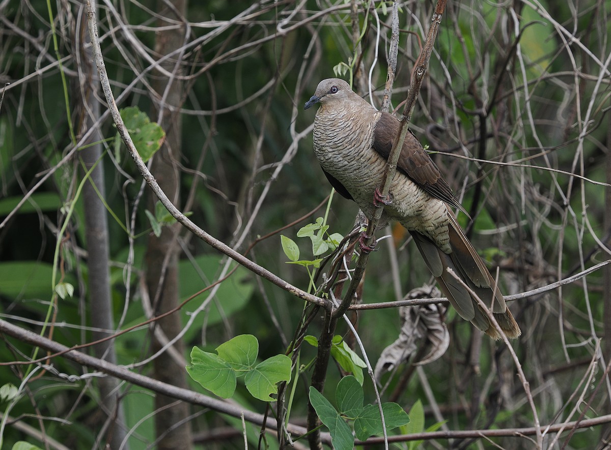 Flores Sea Cuckoo-Dove - ML624021351