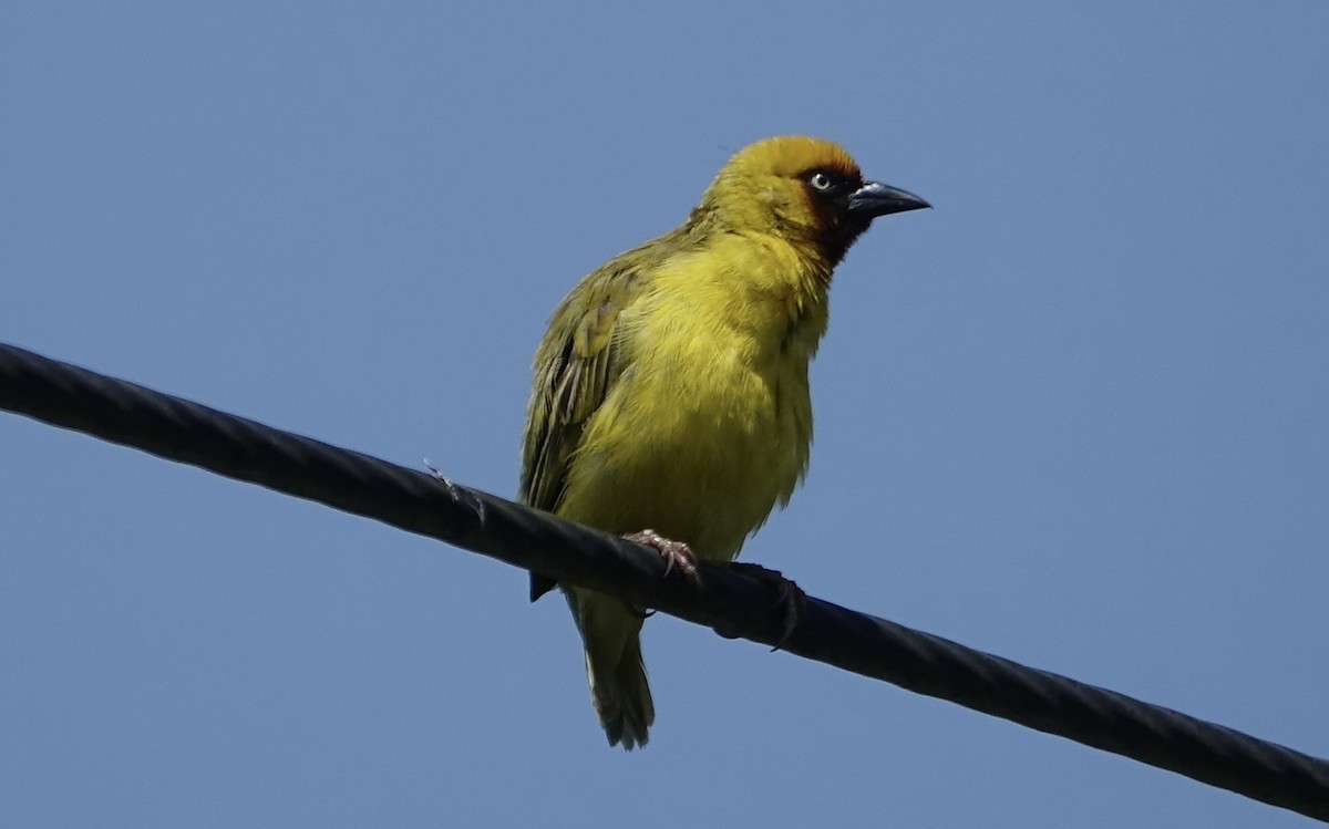 Northern Brown-throated Weaver - Martin Brookes