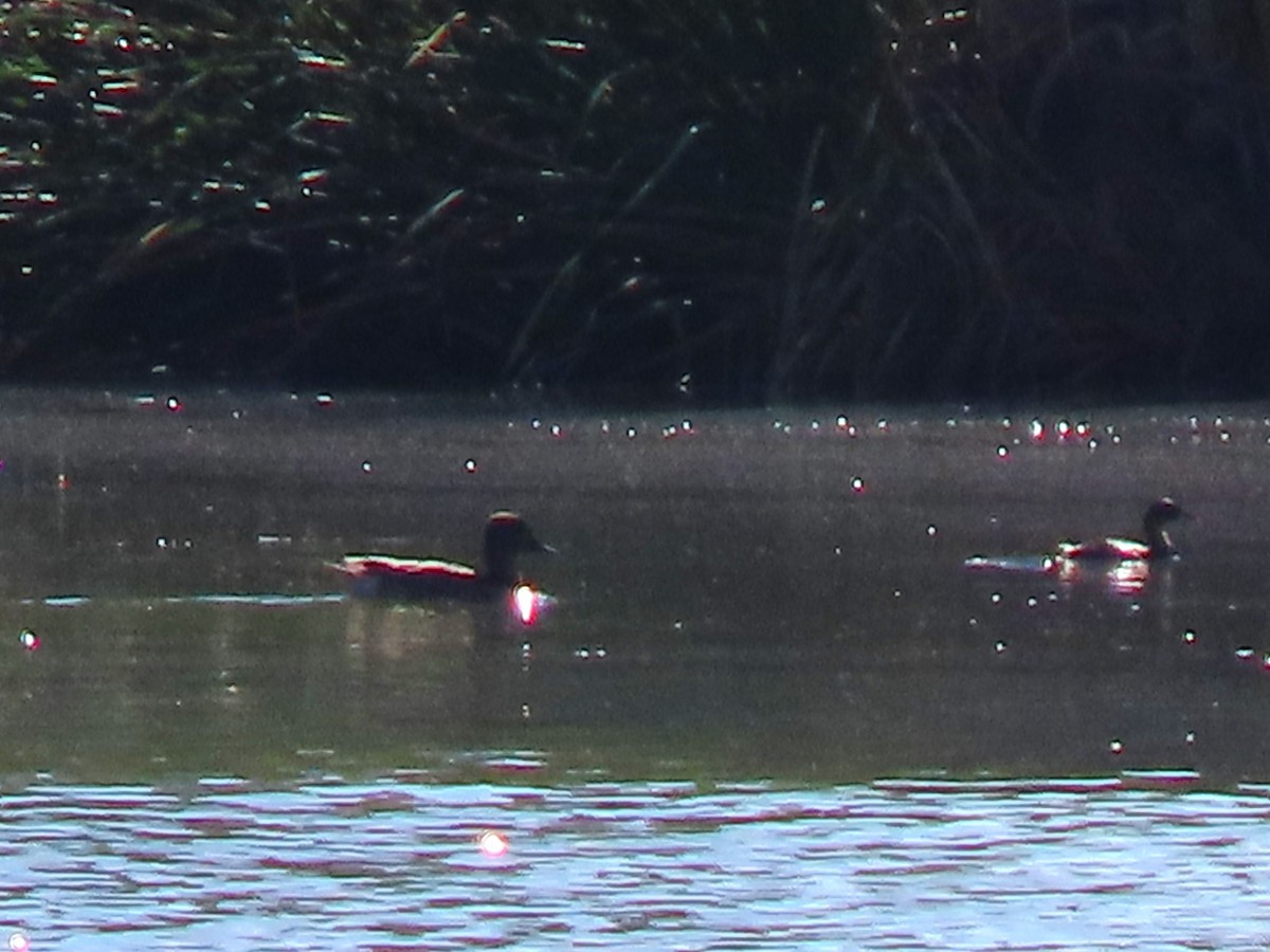 Ferruginous Duck - Stamatis Zogaris