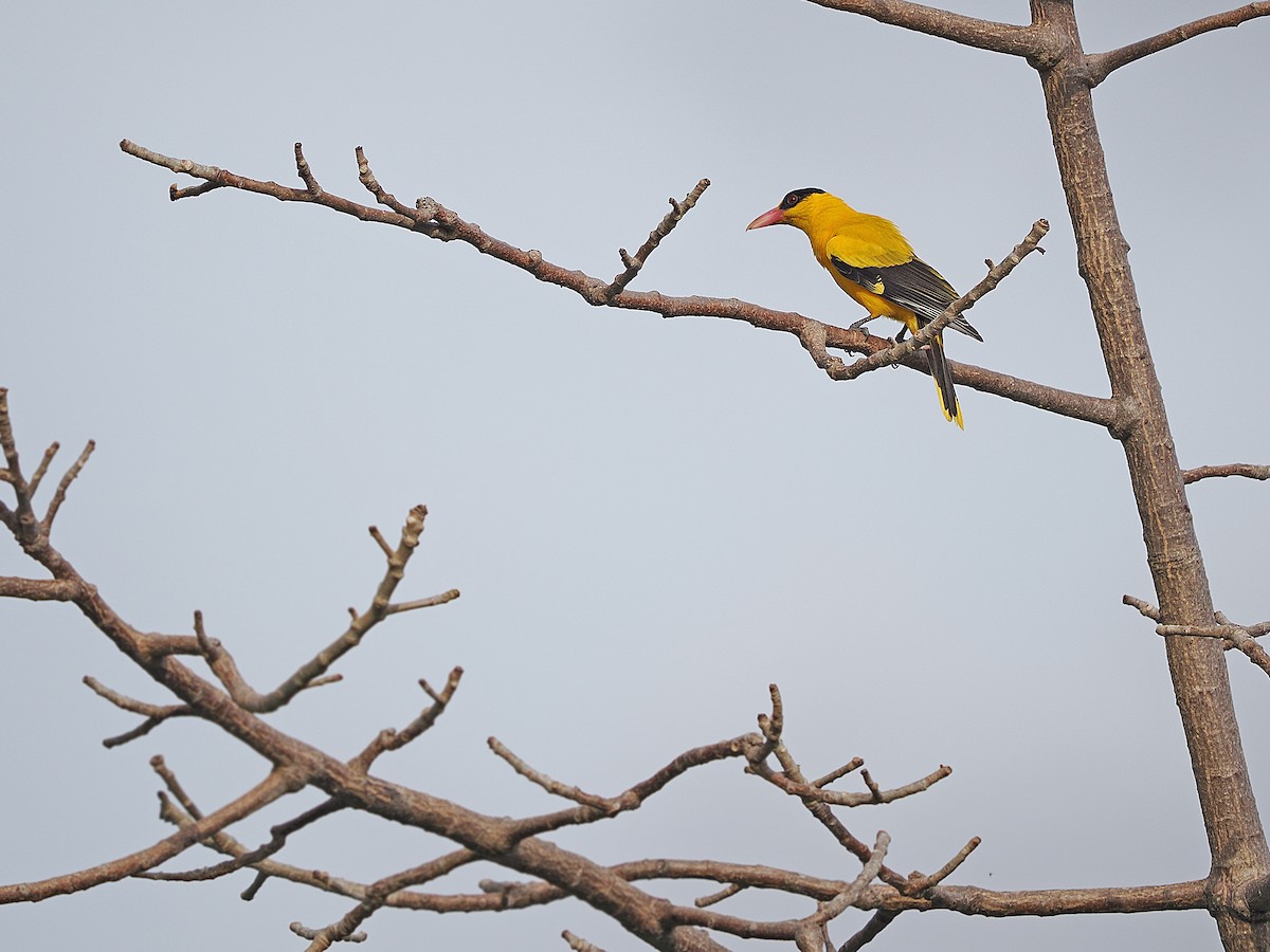 Black-naped Oriole - ML624021383