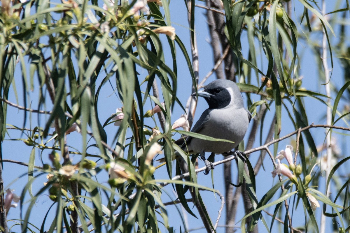 Masked Woodswallow - ML624021385