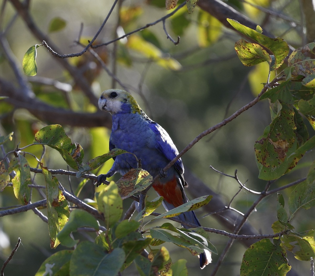 Pale-headed Rosella - ML624021387