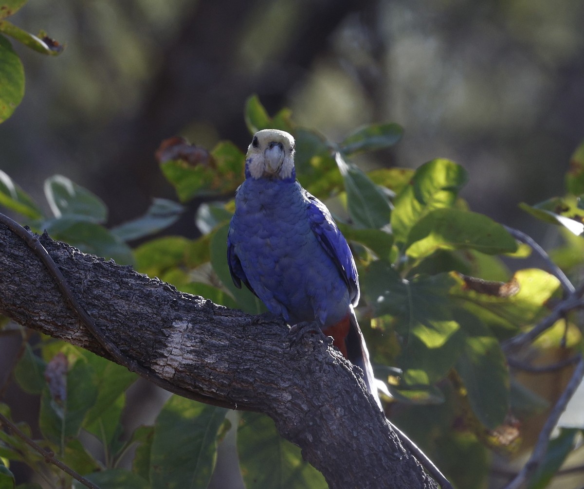 Pale-headed Rosella - ML624021388