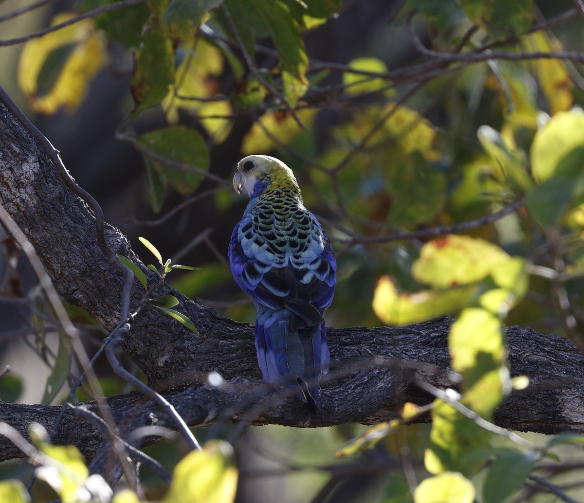 Pale-headed Rosella - ML624021389