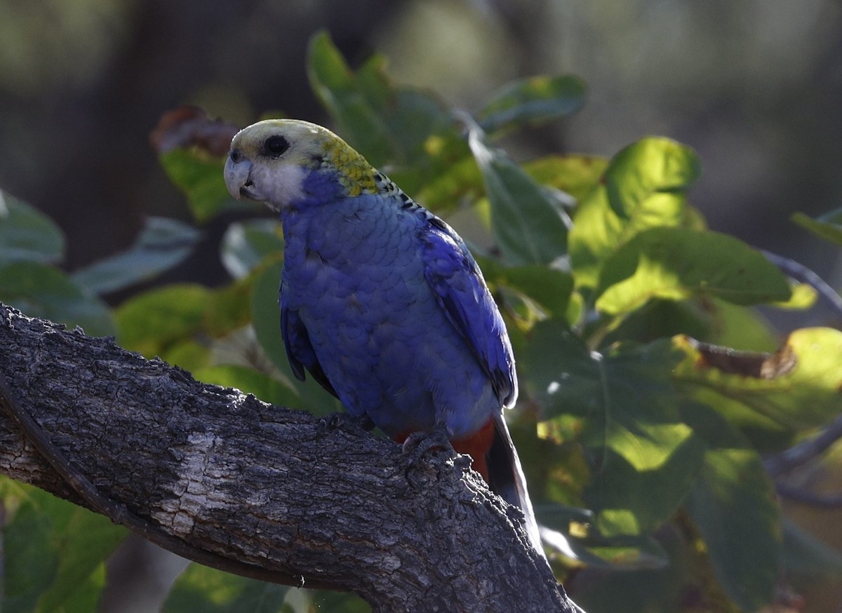 Pale-headed Rosella - ML624021390