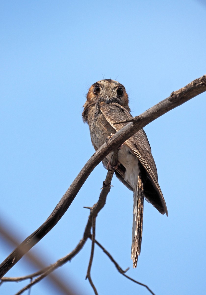 Australian Owlet-nightjar - ML624021394