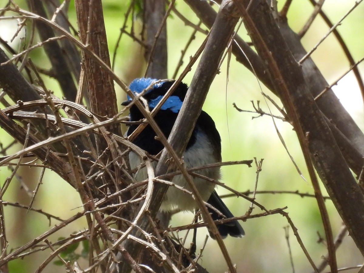 Superb Fairywren - ML624021396