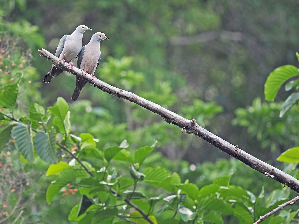 Pink-headed Imperial-Pigeon - James Eaton