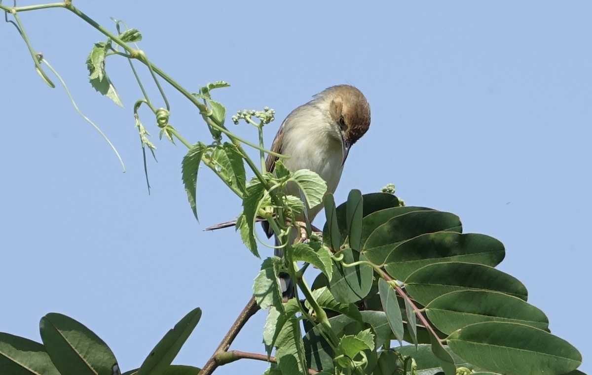 Winding Cisticola - Martin Brookes