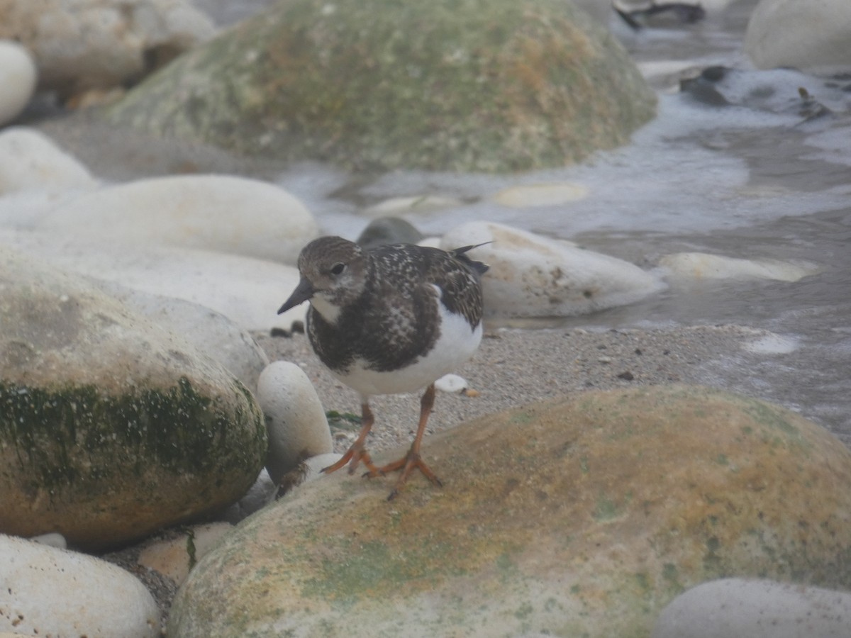 Ruddy Turnstone - ML624021423