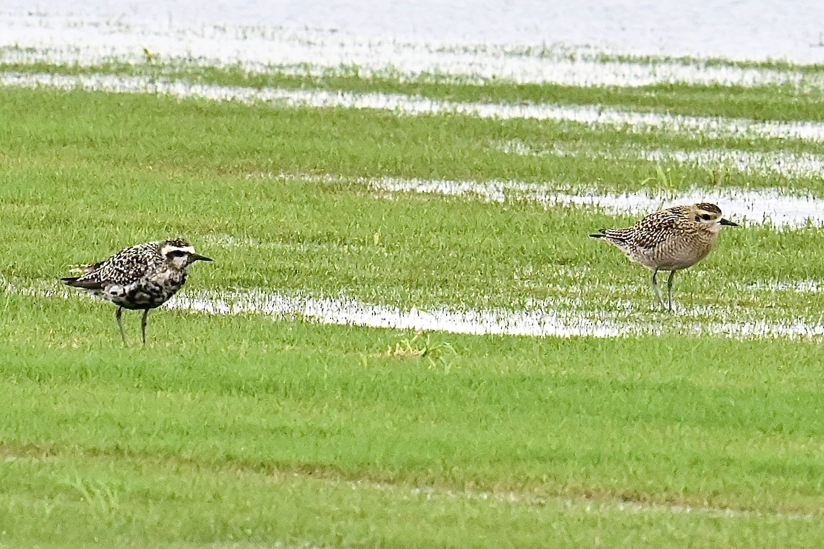 Pacific Golden-Plover - ML624021431