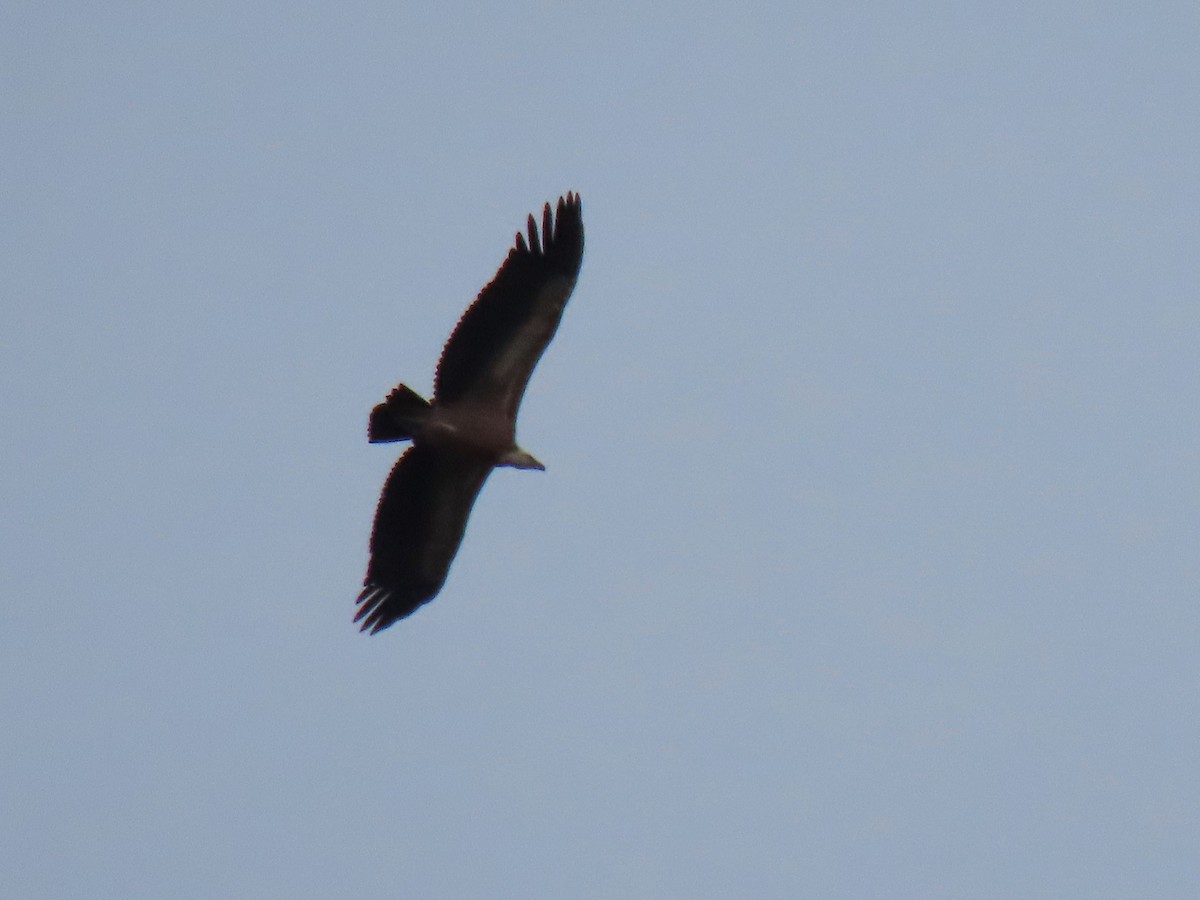 Vautour fauve - ML624021432