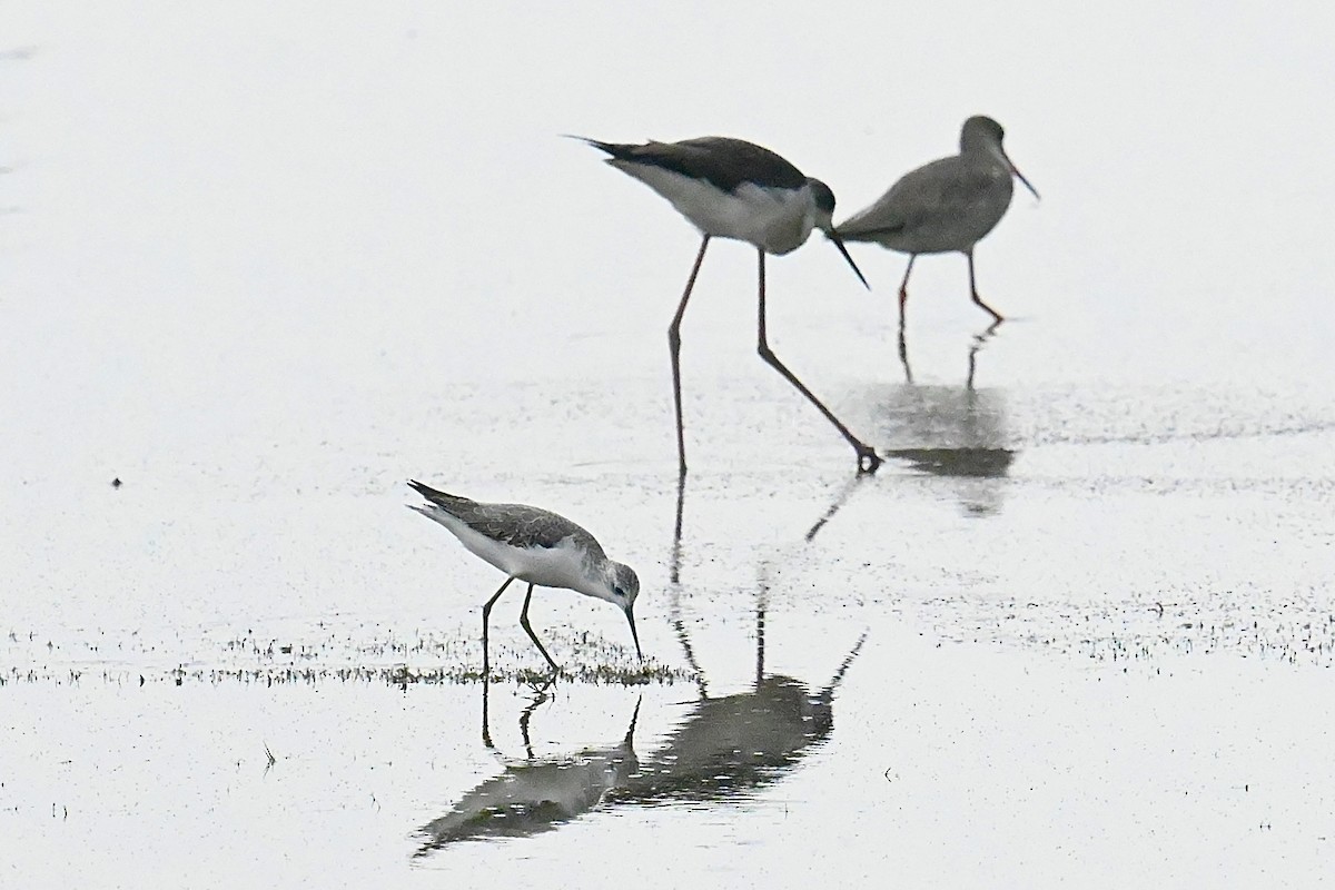 Marsh Sandpiper - ML624021445