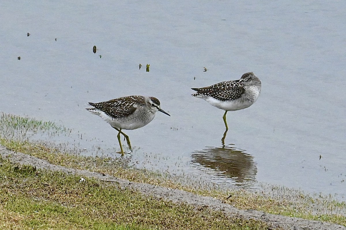 Wood Sandpiper - ML624021449