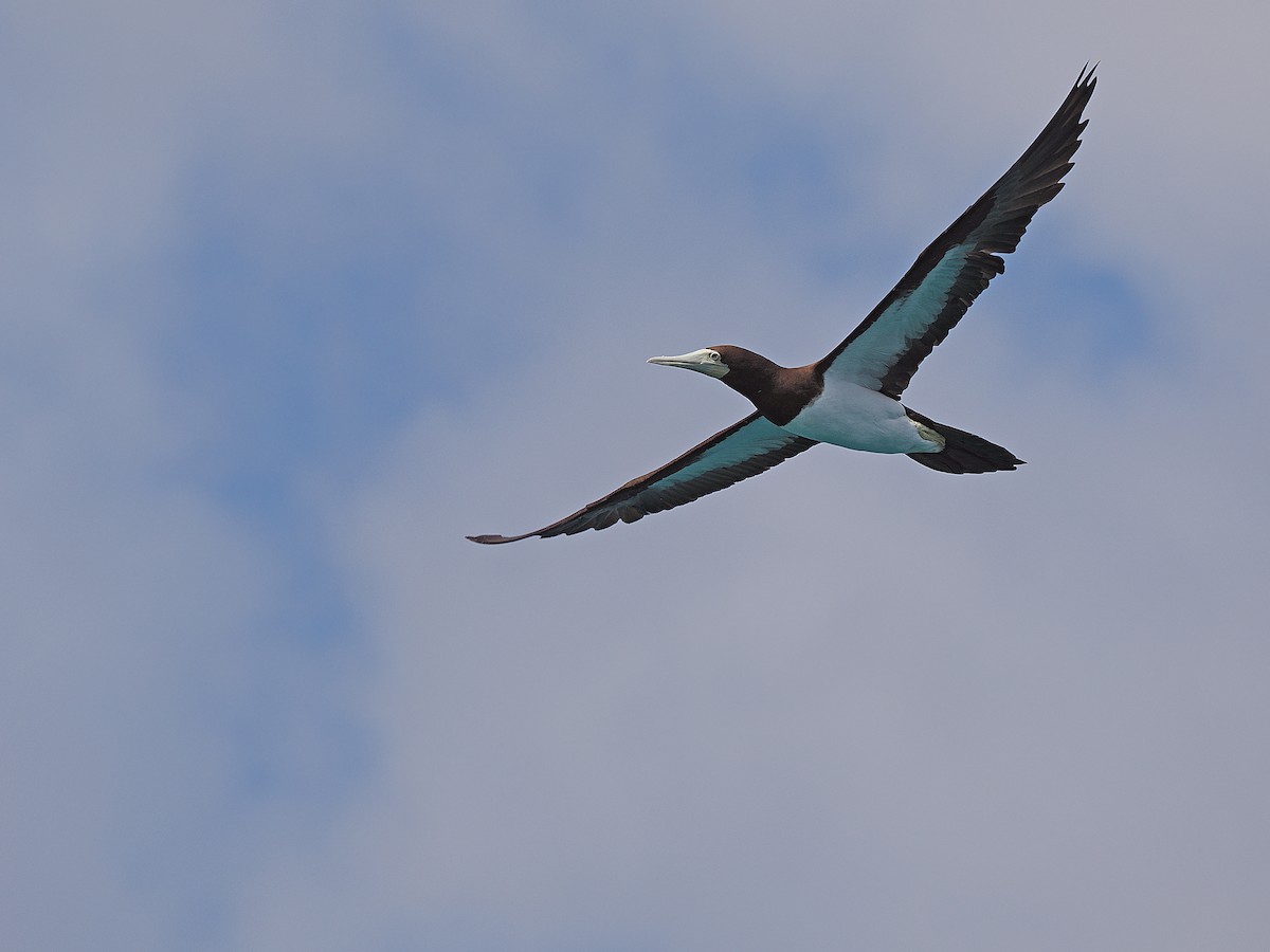 Brown Booby - ML624021451